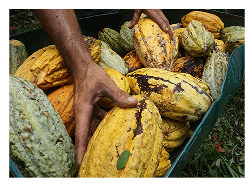 nachhaltige Kakao